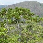 Myodocarpus crassifolius Hábito