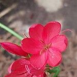 Hesperantha coccinea Flower