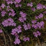 Erinus alpinus Květ
