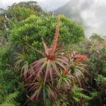 Dracophyllum verticillatum ᱛᱟᱦᱮᱸ