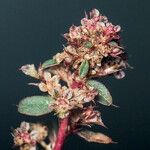 Amaranthus torreyi Flower