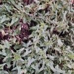 Patellifolia procumbens Levél