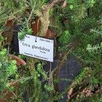 Erica glandulosa 樹皮