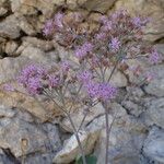 Adenostyles alpina Fula