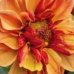 Dahlia pinnata Other