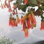 Kalanchoe manginii Цвят