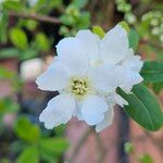 Exochorda racemosa Цветок