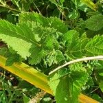 Urtica massaica Leaf