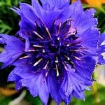 Centaurea cyanus Квітка