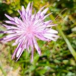 Podospermum purpureum 花