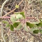 Cissus rotundifolia Blad