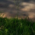 Chlorophytum macrosporum आदत
