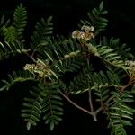 Sorbus wallichii