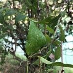 Clematis dioica पत्ता