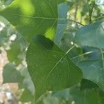 Populus x canadensis ഇല