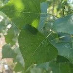 Populus x canadensis Frunză