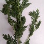 Artemisia annua Blad