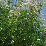 Mimosa caesalpiniifolia Συνήθη χαρακτηριστικά