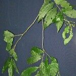 Cestrum fragile Otro