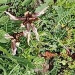 Astragalus spruneri Λουλούδι