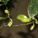 Clusia croatii Fruit