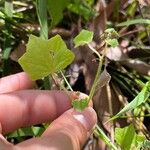 Hydrocotyle bowlesioides Leaf