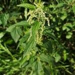 Urtica dioica Flor