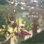 Hibiscus acetosella Blomst