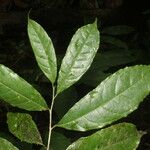 Sorocea affinis Jani