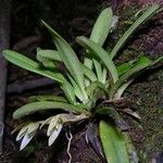 Maxillaria brachybulbon Агульны выгляд