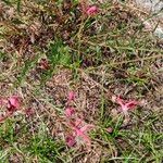 Oenothera gauraFlor