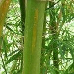 Bambusa vulgaris Кора
