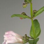 Scutellaria racemosa Flor