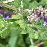 Vicia eriocarpa Deilen