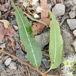 Corymbia gummifera 葉