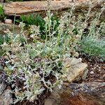 Artemisia umbelliformis Habit