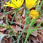 Hieracium lachenalii Vekstform