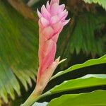 Alpinia purpurataFlower