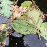 Potamogeton natans Leaf