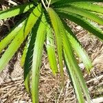 Eryngium paniculatum Leaf
