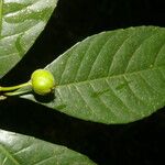 Gymnanthes riparia Fruto
