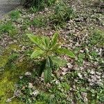 Rhaphiolepis bibasLeaf