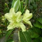 Rhododendron triflorum Flower