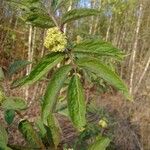 Sambucus racemosaЦветок