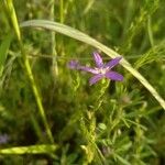 Triodanis perfoliata Blomma