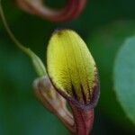 Aristolochia altissima Квітка