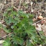 Alchemilla acutiloba Folio