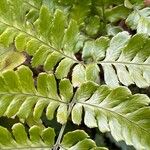 Dryopteris erythrosora 葉