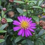 Aster ageratoides Blüte