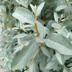 Elaeagnus commutata Blatt